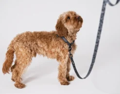 Hundehalsbånd Finessish halvstrup XS, 15 mm x 30–40 cm Mønstret