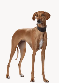 Hundehalsbånd Greyhound Super Soft Dark Brown XS 32 - Hals 25-28cm