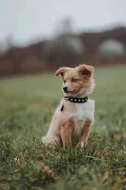 Hundehalsbånd Modica Svart XS 35 - Hals 24-30cm