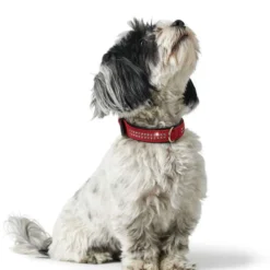 Hundehalsbånd Softie Deluxe kunstskinn Sort XS 35cm