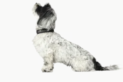 Hundehalsbånd Softie Deluxe kunstskinn Sort XS 35cm