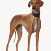 Hundhalsband Greyhound Super Soft Svart