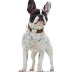 Hundhalsband Hunting Alu-Strong Brun