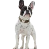 Hundhalsband Hunting Alu-Strong Svart