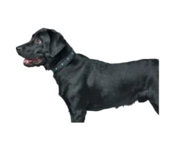 Hundhalsband Madona Svart