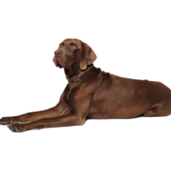 Hundhalsband Round & Soft Svart