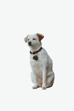 Hundhalsband Sansibar Cognac