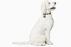 Hundhalsband Sansibar Mörkbrun