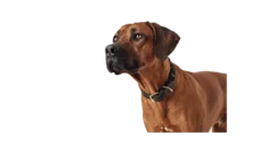 Hundhalsband Sansibar Solid Cow Leather Mörkbrun