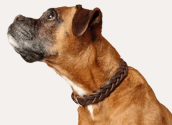 Hundhalsband Solid Education Special Svart