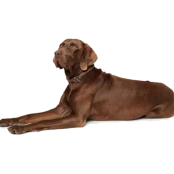 Hundhalsband Ställbart Round & Soft Halvstryp Svart