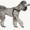 Hundsele Dimaro Cognac
