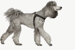 Hundsele Dimaro Svart