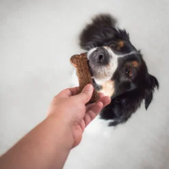 Insektbaserte hundekjeks i 6-pakning