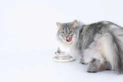 Insektbasert våtfôr for voksne katter, 85 g