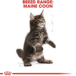Katterase Maine Coon kattunge 2 kg