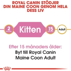 Katterase Maine Coon kattunge 2 kg