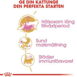 Katterasen Maine Coon kattunge 4 kg
