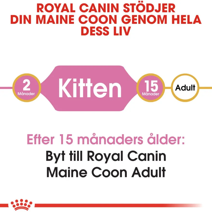 Katterasen Maine Coon kattunge 4 kg