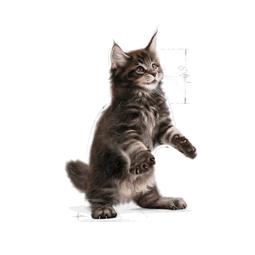 Katterasen Maine Coon kattunge 4 kg