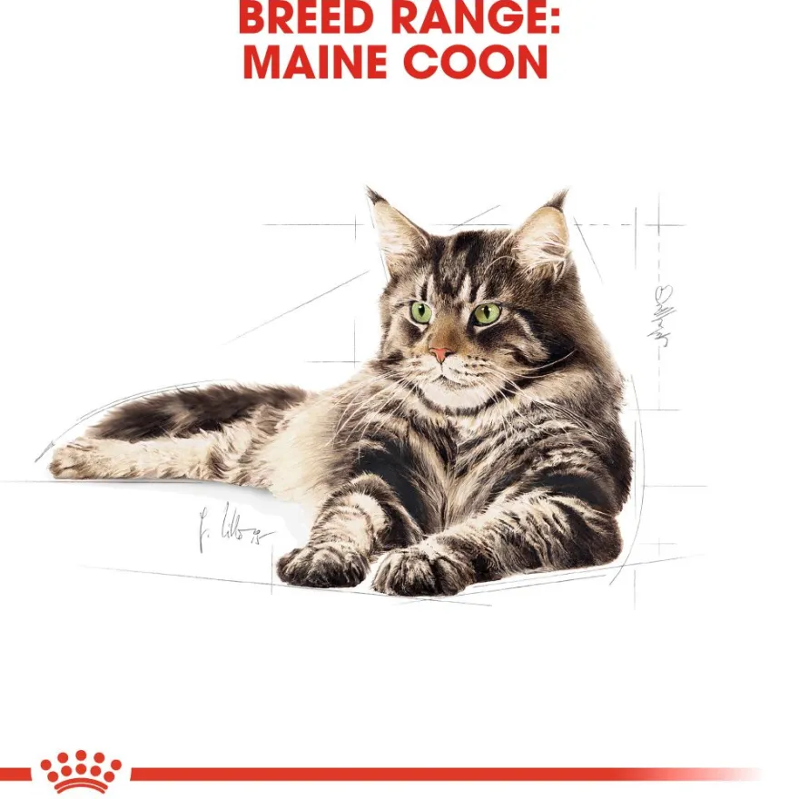 Katterasen Maine Coon 10 kg