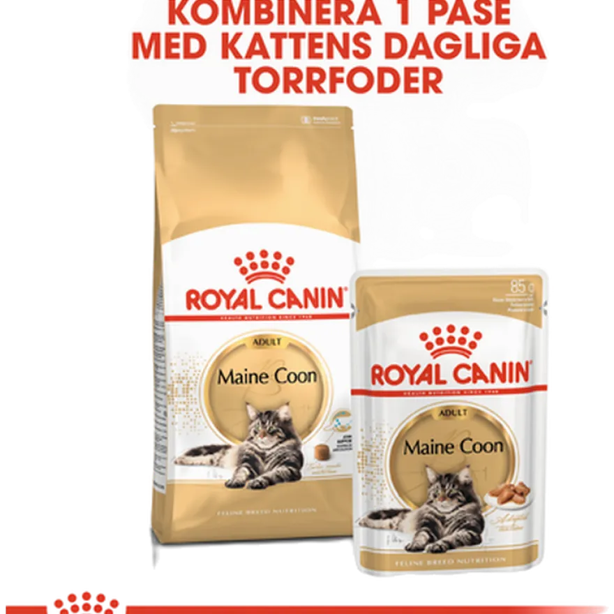 Katterasen Maine Coon 10 kg