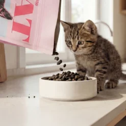Kitten All Breed kylling 6 kg