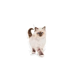 Kitten tørrfôr for kattunger 4 kg