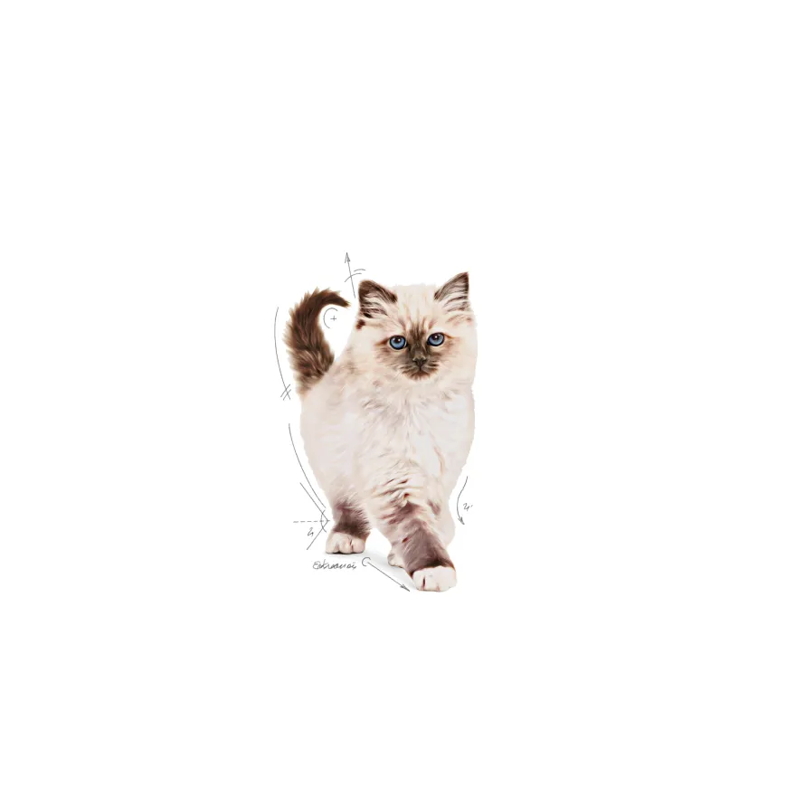 Kitten Tørrfôr for kattunger 2 kg