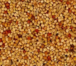 Klassisk undulat (Undulat) 20 kg
