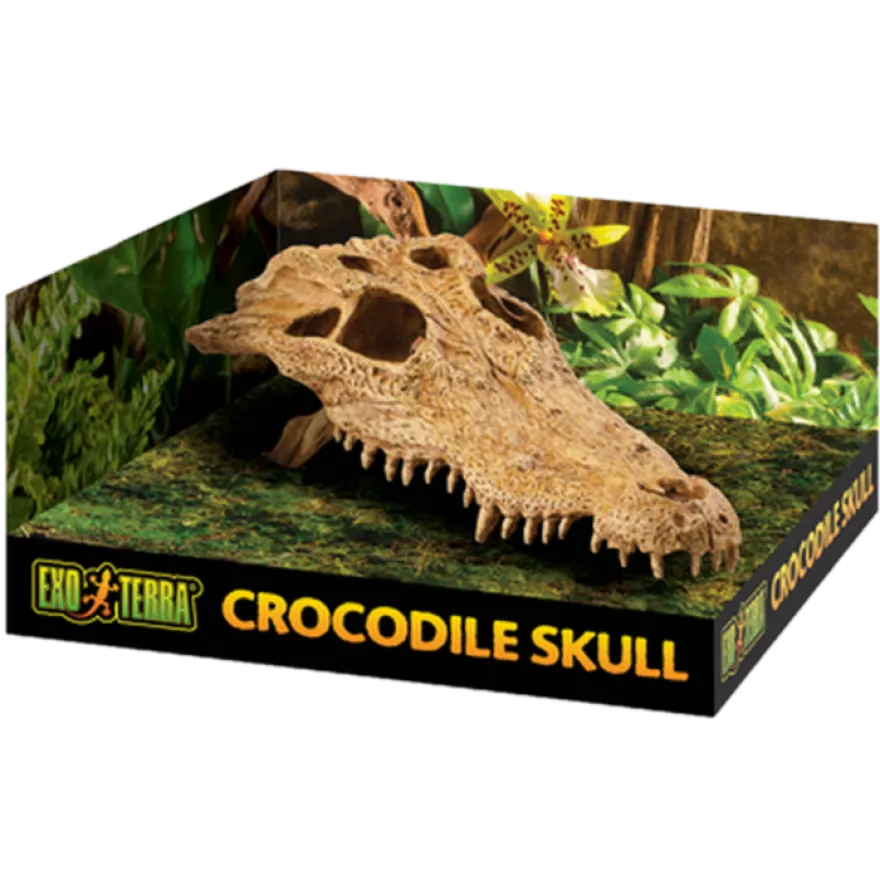 Krokodillehodeskalle - Sikkert gjemmested Beige 22 cm