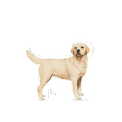 Labrador Retriever Adult tørrfôr for hunder 12 kg