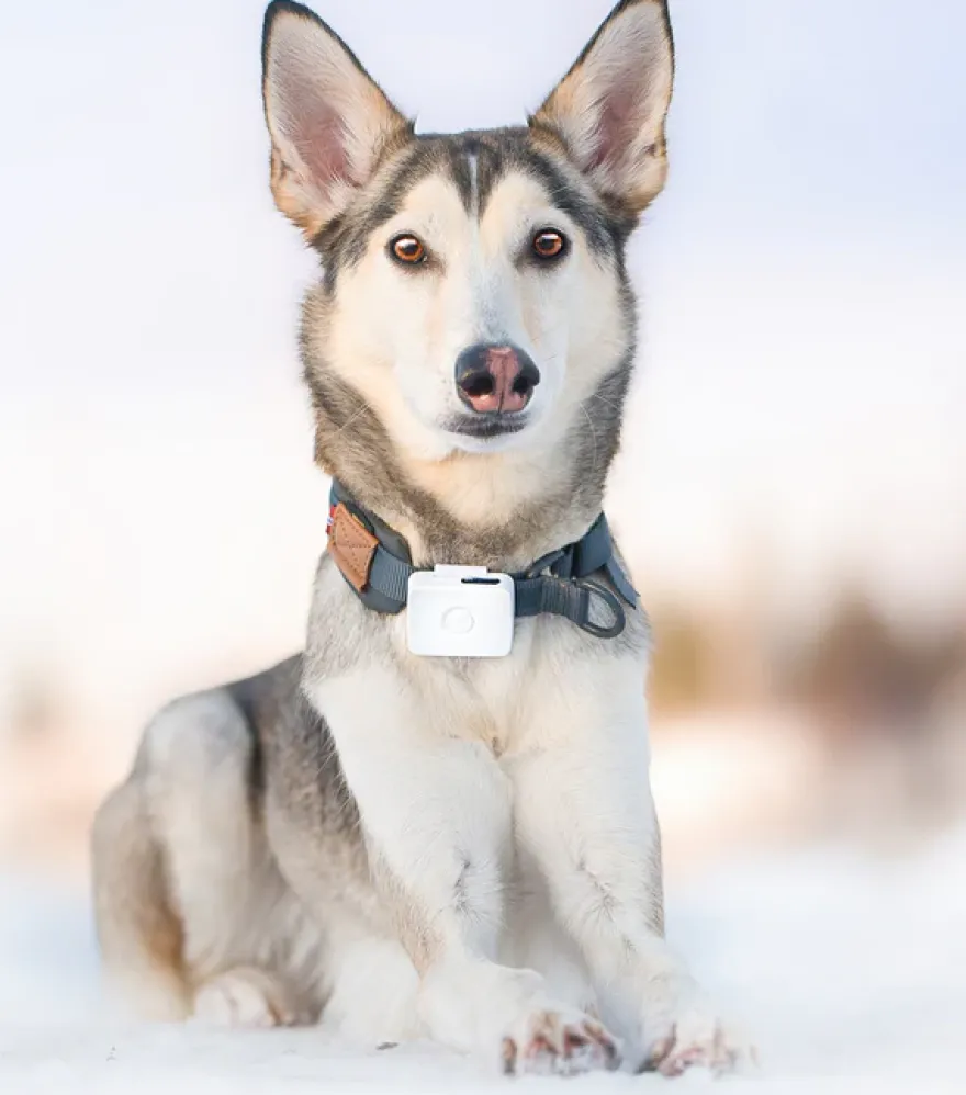 Lildog GPS