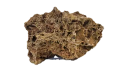 Maple Stone 10~20Cm