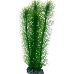 Mayaca Green 25 cm