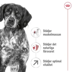 Medium Adult 7+ Tørrfôr for hunder 4 kg
