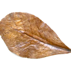 Nano-Catappa tropiske mandelblader for friskt vann 10-p