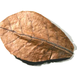 Nano-Catappa tropiske mandelblader for friskt vann 10-p