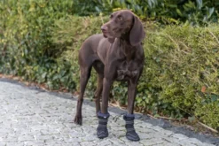 Paw Protection Walker Active Long