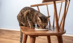 Petgood Insektbasert fullfôr til voksne katter 2 kg