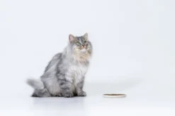 Petgood Insektbasert fullfôr til voksne katter 5 kg