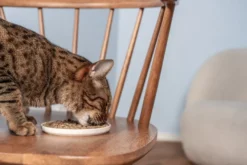 Petgood Insektbasert fullfôr til voksne katter 5 kg