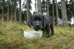 Petgood Insektsbasert fullfôr til valper 2 kg
