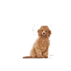 Poodle Puppy tørrfôr for valper 3 kg