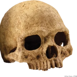 Primatkranium - Sikkert gjemmested Beige 15 cm