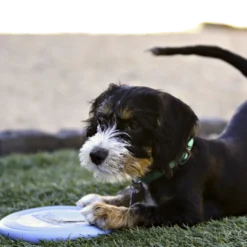 Puppy Flyer Frisbee Ø 18cm Rosa/Blå