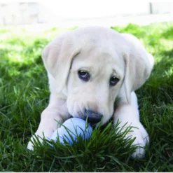 Puppy Snacks Dog Treat
