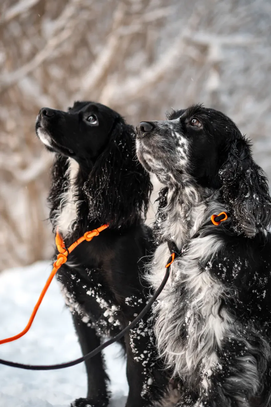 Retrieverbånd 1,6 m/6 mm svart
