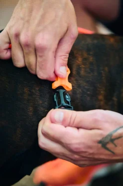 Rush harness Nr 7 black/orange