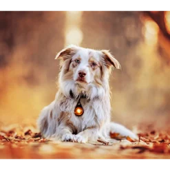 Safety Light Dog Dual LED - With Quick Mount & Adjustable Strap Amber 5 km